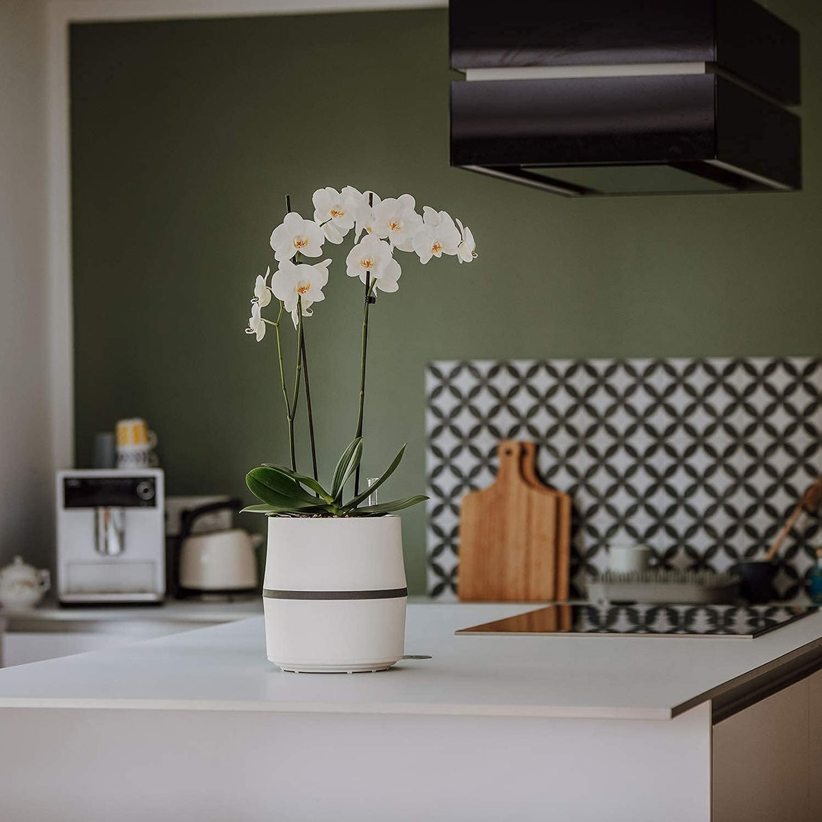 AIRY Luftreiniger System S inkl. Bogenhanf & 3-Liter Airy Base • Natürlicher Luftfilter beseitigt Schadstoffe, Allergene & Gerüche • Ideal für Räume mit ca. 10qm • 1317-613 anthrazit-grau