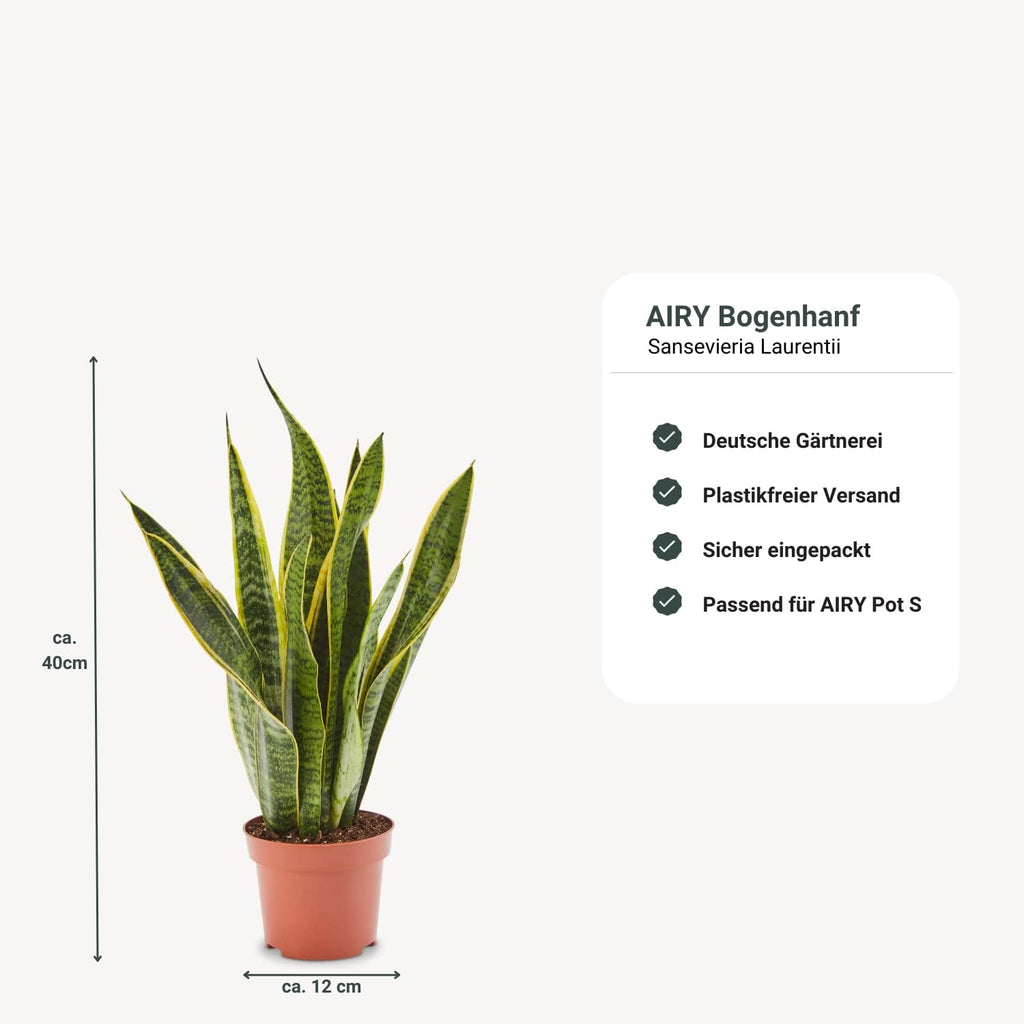 AIRY Luftreiniger System S inkl. Bogenhanf & 3-Liter Airy Base • Natürlicher Luftfilter beseitigt Schadstoffe, Allergene & Gerüche • Ideal für Räume mit ca. 10qm • 1315-613 weiss-grau